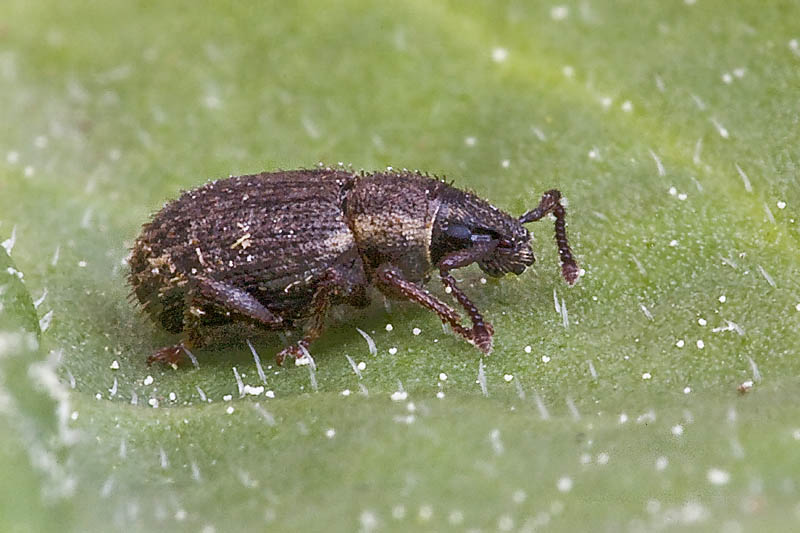 Curculionidae a ID.